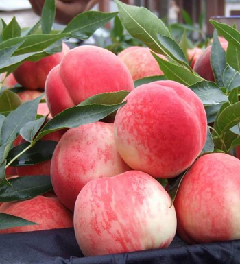 天熱沒食欲怎么辦 夏季吃什么水果開胃