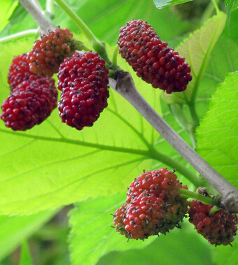 桑葚的功效與作用 桑葚保健抗老安眠防脫發(fā)