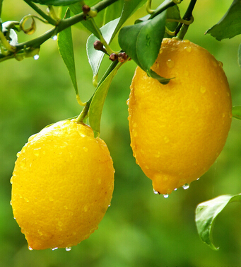 懷孕吃什么好 哪些食物有利母子健康