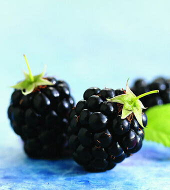 桑葚的功效與作用 常食桑葚保年輕