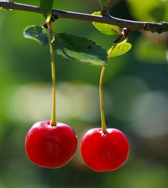 櫻桃的功效與作用 櫻桃好吃營(yíng)養(yǎng)高