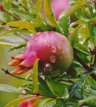 石榴的功效與作用 輕松去除口瘡痢疾