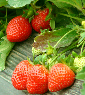 水果的營養(yǎng)價值 盤具有中醫(yī)療效的八大水果