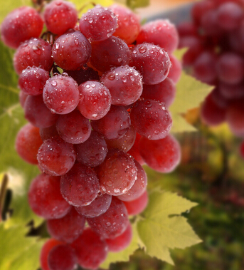 懷孕吃什么好 哪些食物有利母子健康