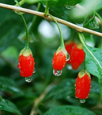 吃什么補腎壯陽 十三食物吃出男人味