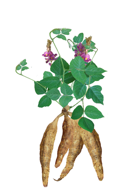 葛根的作用與功效 葛根的適宜人群