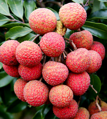 吃荔枝有什么好處 荔枝妙用巧治婦女病