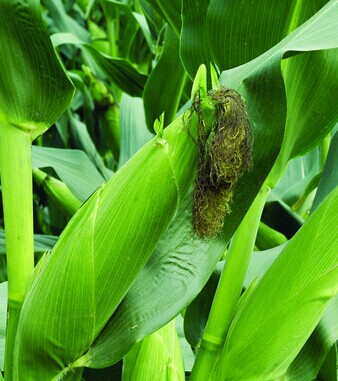 補(bǔ)鈣的食物有哪些 中老年吃什么補(bǔ)鈣