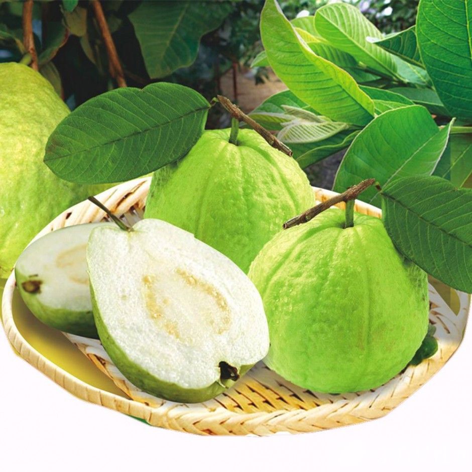 番石榴的營養(yǎng)價值介紹 番石榴籽吃了會便秘嗎