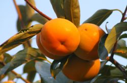 柿子怎么吃不澀 柿子相克食物大盤點