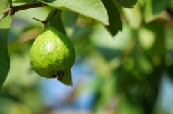 番石榴的營養(yǎng)價值介紹 番石榴籽吃了會便秘嗎