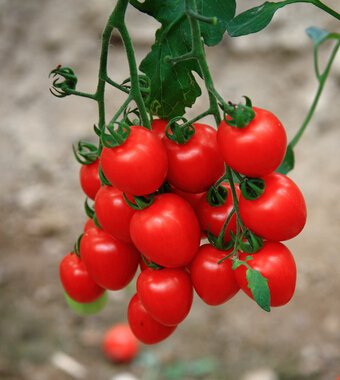 圣女果的營養(yǎng)價(jià)值 小小圣女果大作用