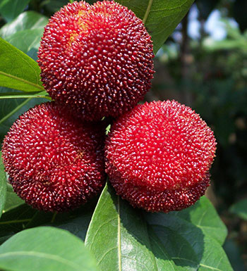 飲食養(yǎng)生常識(shí) 糖尿病患者可以吃楊梅嗎