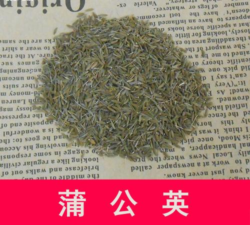隨風(fēng)飄蕩的蒲公英泡水喝的功效你知道嗎