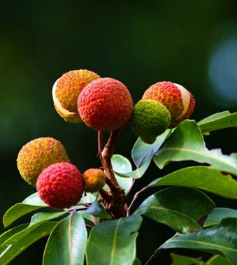 荔枝的功效與作用 補(bǔ)脾防斑多吃荔枝