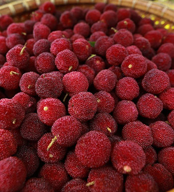 飲食養(yǎng)生常識(shí) 糖尿病患者可以吃楊梅嗎