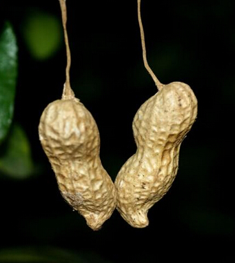 飲食與健康 9種人吃花生小心會(huì)喪命