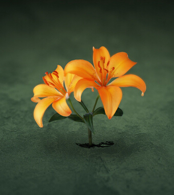 男人補腎的食物 讓男人更 陽 的補腎食物