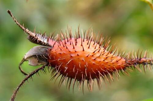 金櫻子酒   抗菌消炎降血脂