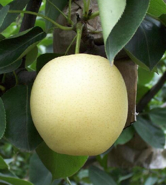 水果的營養(yǎng)價值 水果大戰(zhàn) 星期綜合征