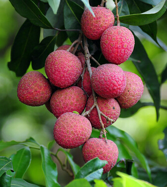 如何健康飲食 吃水果前定要長(zhǎng)點(diǎn)心