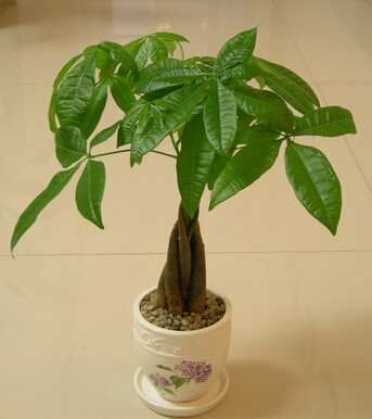 風水學入門 風水八招教你如何在家吸金