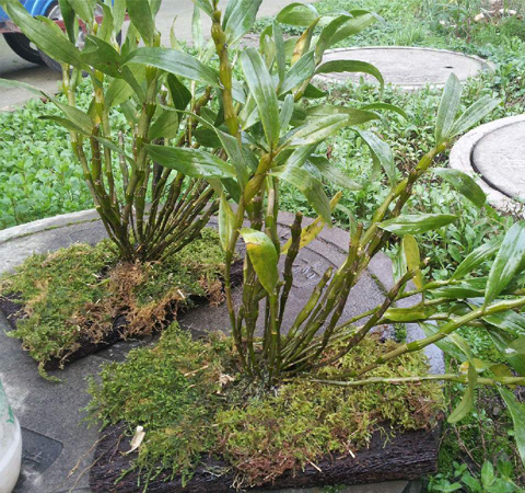 延年益壽 石斛的功效作用及附方介紹