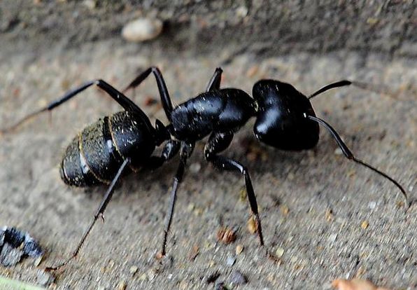 不起眼的小動物 黑螞蟻的功效與作用