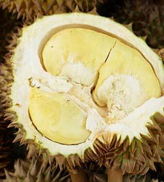 榴蓮的功效與作用 活血散寒助你遠(yuǎn)離痛經(jīng)困擾