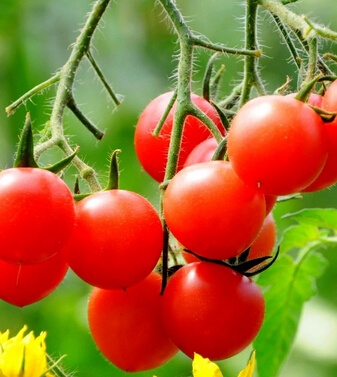 圣女果的營養(yǎng)價(jià)值 小小圣女果大作用