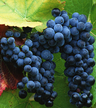 水果的營養(yǎng)價值 水果大戰(zhàn) 星期綜合征