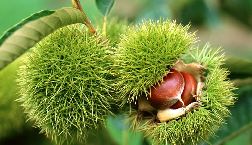 孕婦可以吃板栗嗎 細數(shù)板栗的營養(yǎng)價值