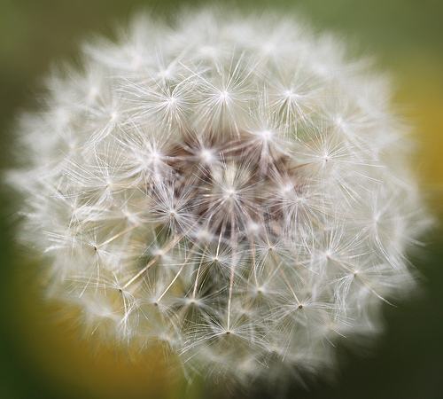 隨風(fēng)飄蕩的蒲公英泡水喝的功效你知道嗎