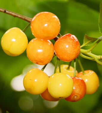 吃櫻桃的好處 可增強(qiáng)免疫力養(yǎng)顏駐容潤(rùn)膚