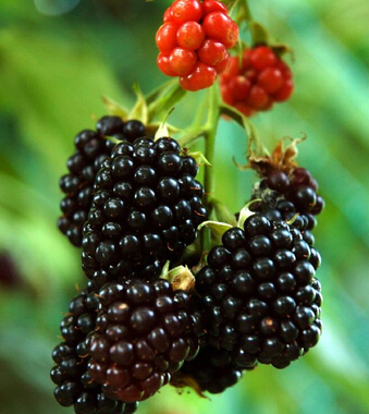 更年期保健 更年期男性的健康飲食法則