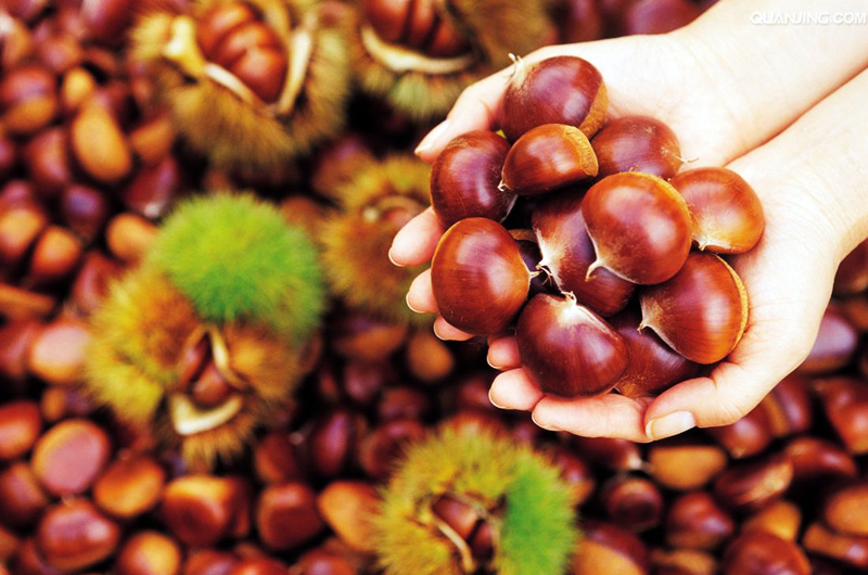 孕婦可以吃板栗嗎 細(xì)數(shù)板栗的營養(yǎng)價值