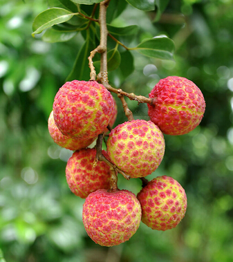 吃荔枝有什么好處 荔枝妙用巧治婦女病