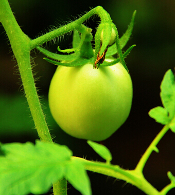 飲食與健康 14類(lèi)常見(jiàn)食物吃了會(huì)讓你喪命