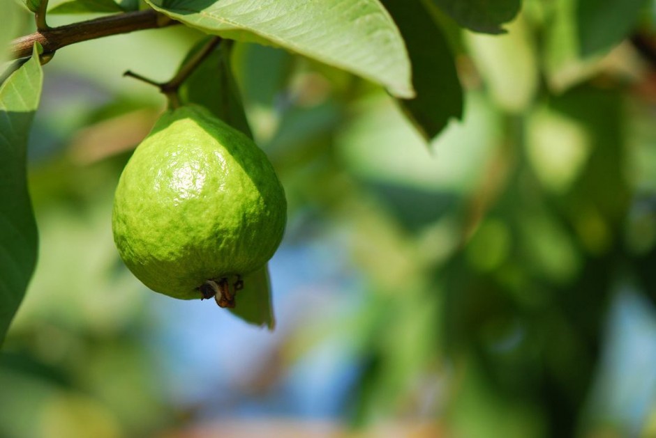 番石榴的營養(yǎng)價值介紹 番石榴籽吃了會便秘嗎