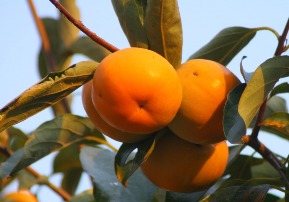 柿子怎么吃不澀 柿子相克食物大盤點(diǎn)