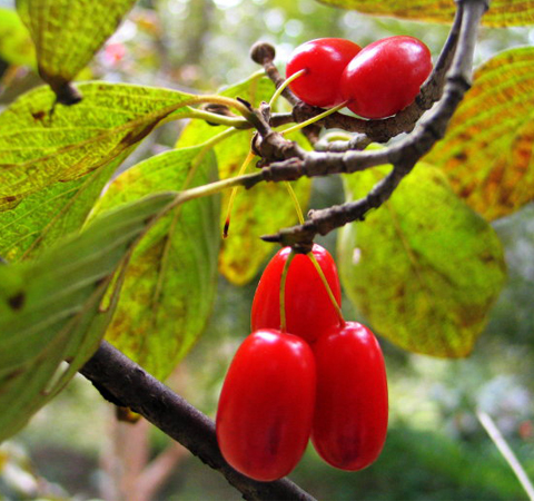 補虛斂汗 山茱萸的功效與作用及吃法介紹