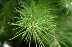 滋陰補(bǔ)陽(yáng) 松針的功效與作用及吃法介紹