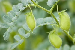 延遲女性細胞衰老 鷹嘴豆的功效與作用介紹