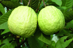 增加食欲 番石榴的功效與作用及營(yíng)養(yǎng)價(jià)值介紹