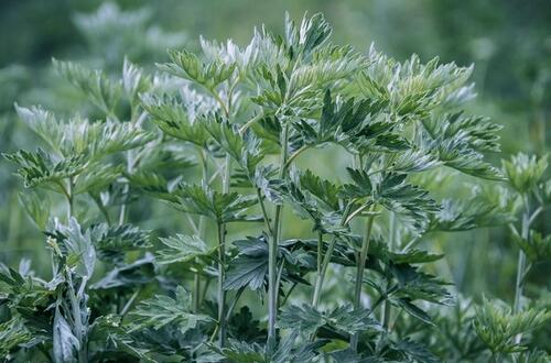艾草泡腳   能有效治療小病