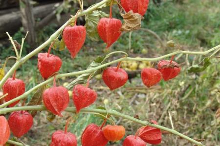 紅菇娘的功效與作用 有很高的醫(yī)療作用