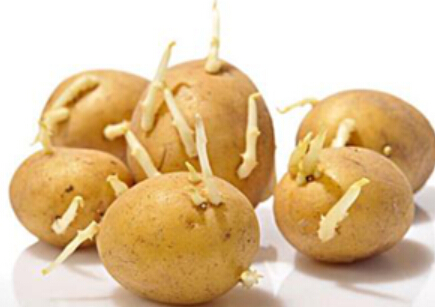 生活百科告訴你，發(fā)芽的土豆能吃嗎？