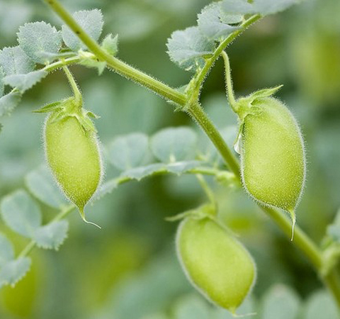 延遲女性細(xì)胞衰老 鷹嘴豆的功效與作用介紹