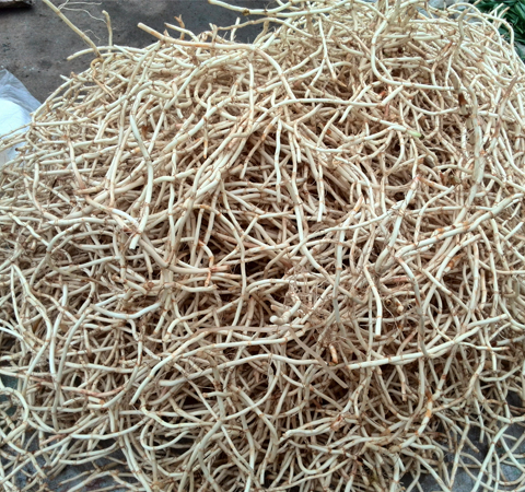 清熱解毒 魚(yú)腥草的副作用和功效介紹