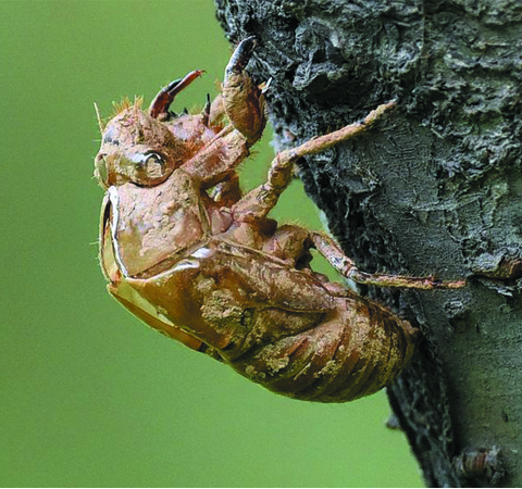 疏風(fēng)清熱 蟬蛻的功效與作用及吃法介紹